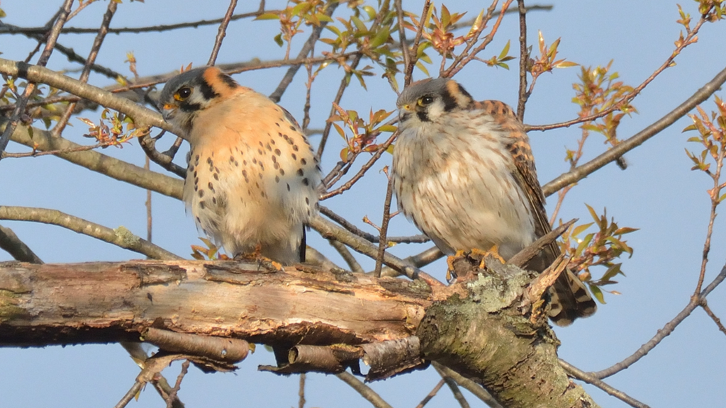 American Kestrel pair perched on a tree branch