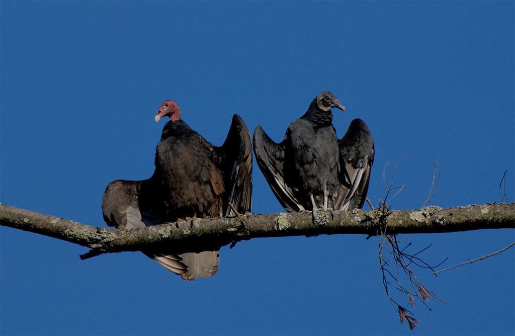Turkey and Black Vultures Turkey and Black Vultures