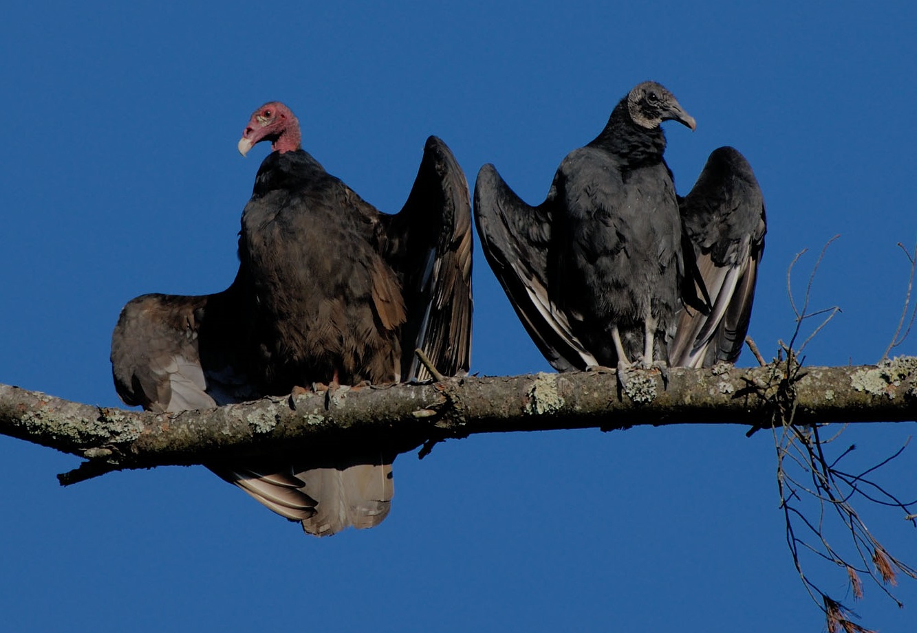 New World Vultures | Hawk Mountain Sanctuary: Learn Visit Join