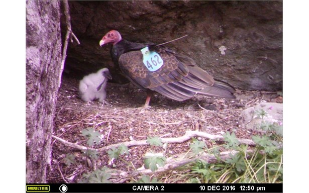 Turkey Vultures  Hawk Mountain Sanctuary: Learn Visit Join