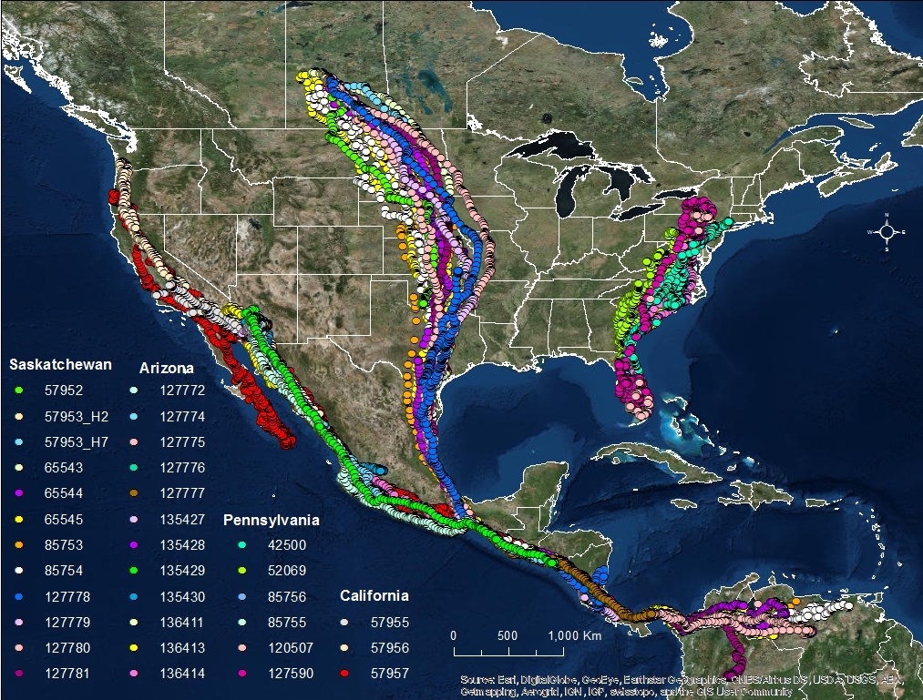 Turkey vultures returning from annual migration - Niagara-on-the