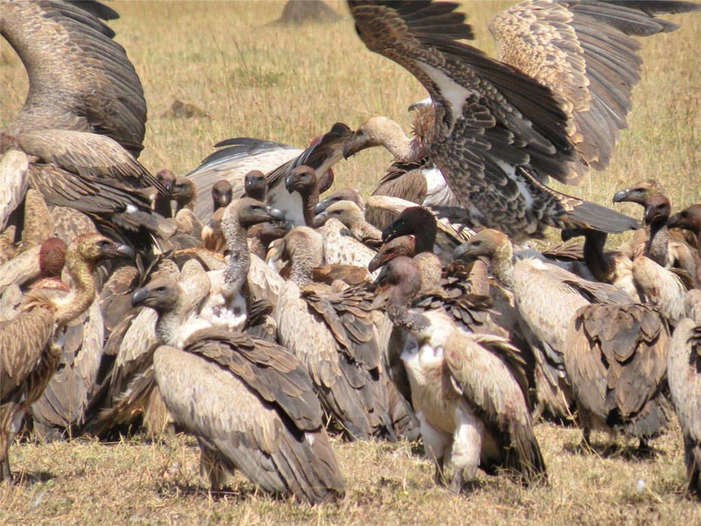 African vultures in big trouble | Hawk Mountain Sanctuary: Learn Visit Join