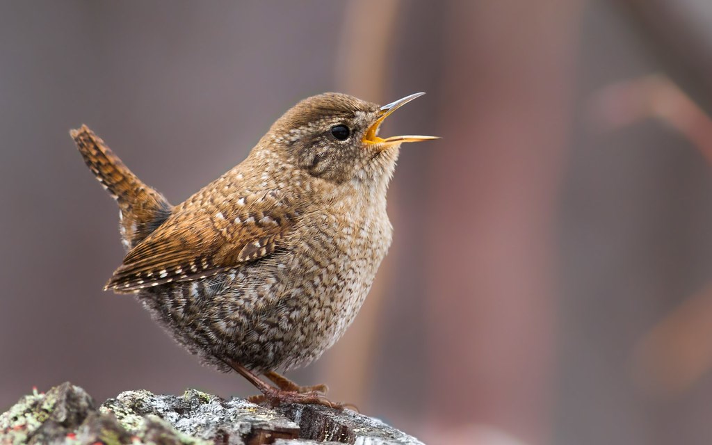 Winter Wren calling